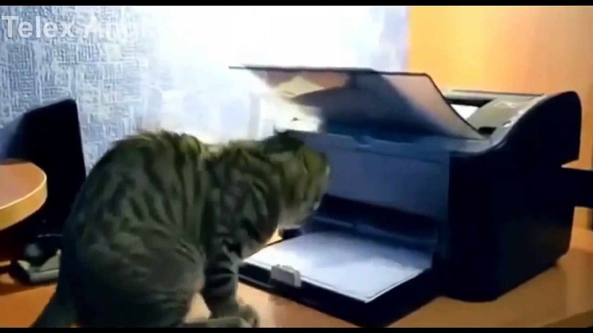 Funny Cats   Super Funny Cat Videos Compilation 2015   Funny Cats Video