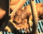 Allevamenti di maiali: Doumentario di Animal Equality - Trailer