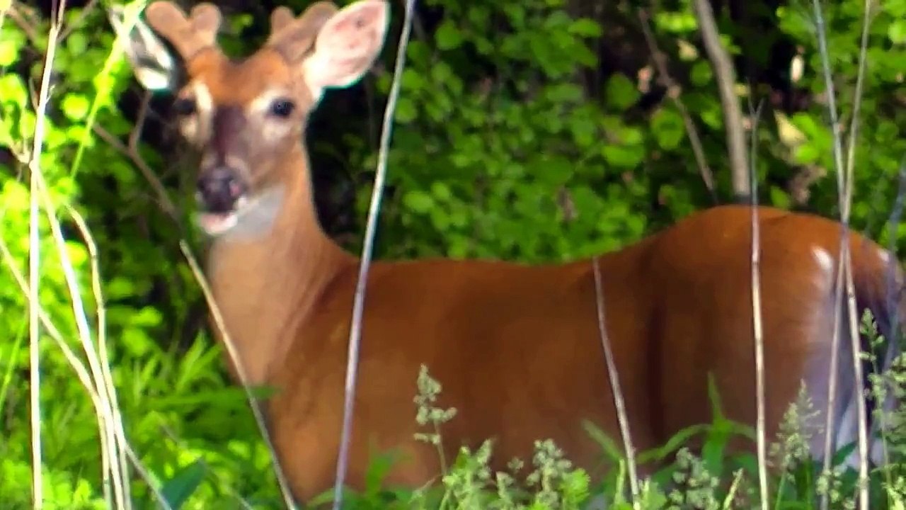Beautiful Animals Wildlife Minnesota !
