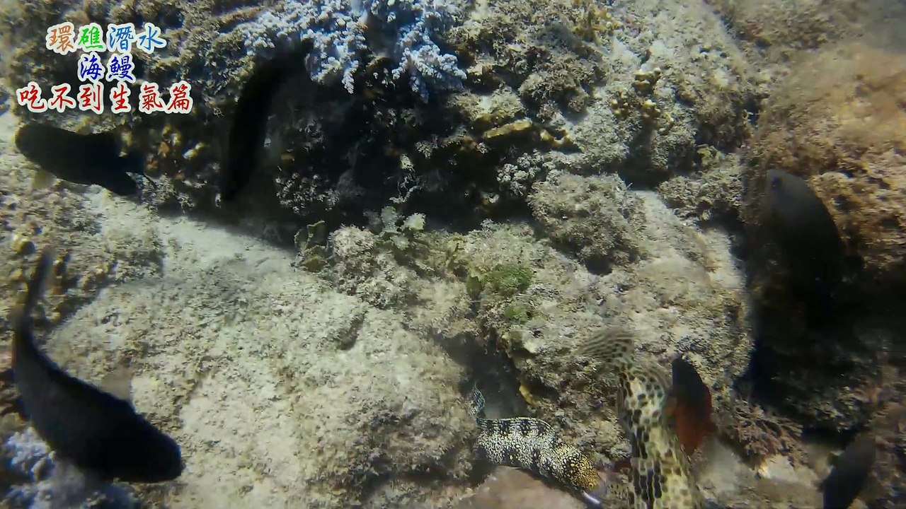 鰻魚哥生氣了