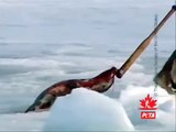 Save the Harp Seals - Stop the Slaughter in Canada