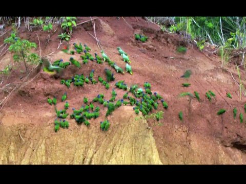 Kuş Bakışı Dünya - Güney Amerika