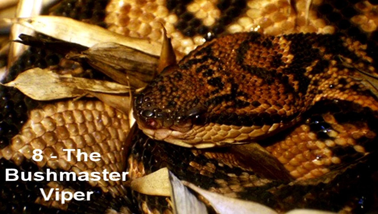 Worlds Largest Biggest Snakes Video