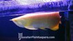 Albino Xback Golden Arowana : Unoaquatic : Aquarama 2009 : MonsterFishKeepers.com : HD Quality