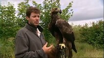 Real birds eye view! Golden Eagle in flight - Animal Camera - BBC