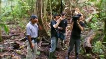 A game of hide and seek in the jungle - Animal Camera - BBC