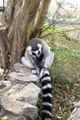 Twins Born  Ring-tailed lemur  Gives Birth to Twin in Thailand 1