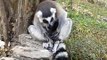 Twins Born  Ring-tailed lemur  Gives Birth to Twin in Thailand 1