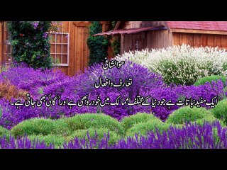 Lavender Flower Dr.na Mazhar (Dr of alternative medicine)