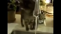 Funny videos Funny Cats drink water new?syndication=228326