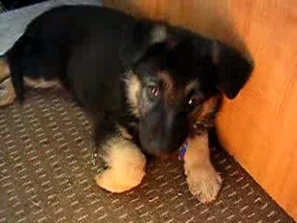 CHIOT BERGER ALLEMAND