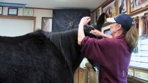LTR Training Tips: Great-Looking Manes and Tails
