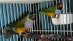 Lady Gouldian Finch Song