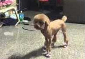 Stylish Dog Shows Off His New Kicks