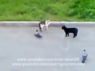 Epic Cat Fight (cat's horror) Crows vs Cat vs Cat Street Fight