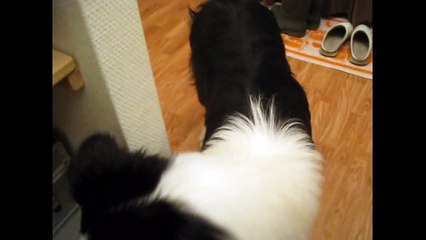 Border Collie talking