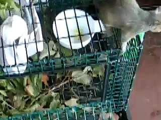 What's That Noise? Squirrel Investigates Chipmunk...