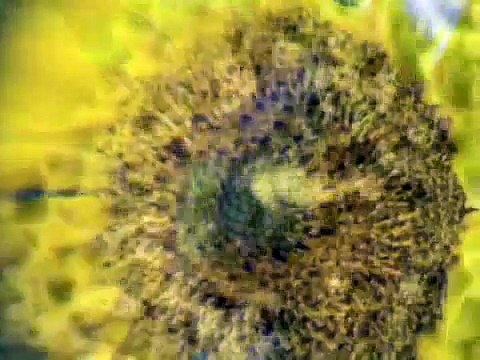 Flight of the Bumble Bee