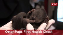 OTTERLY ADORABLE! RIVER OTTER PUPS BORN AT THE COLUMBUS ZOO.