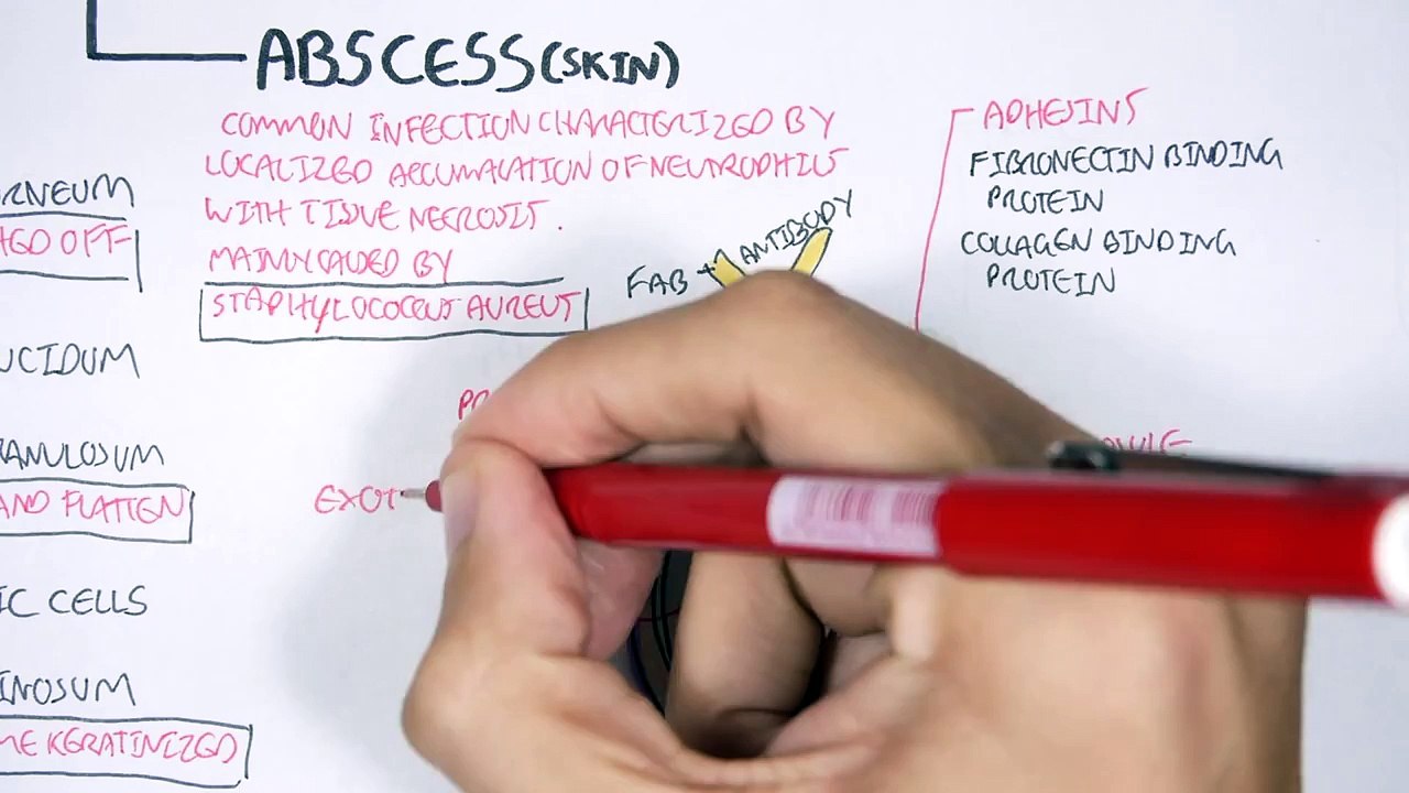 Microbiology - Staphylococcus Aureus and Skin Abscess