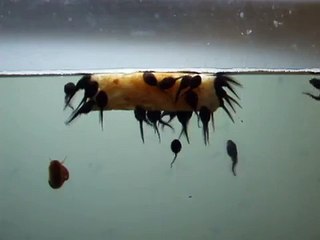 tadpoles eating bread