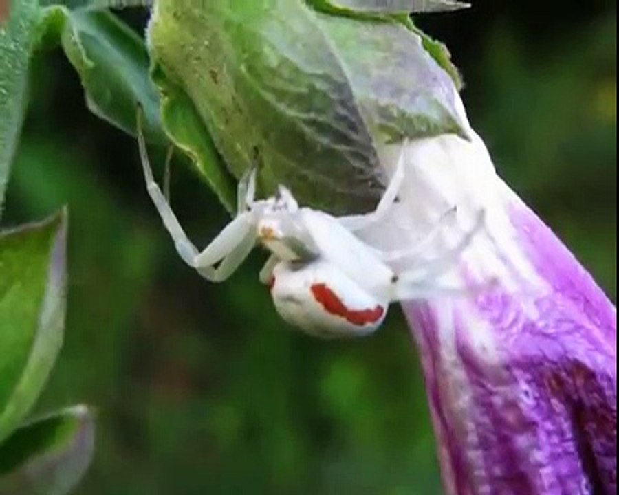 Insectes de jardin / Garden insects
