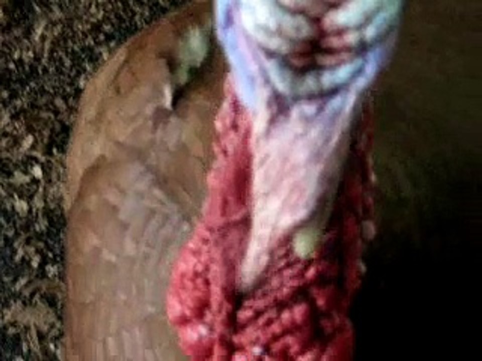turkey goes mental
