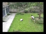 OMG it's so cute! - baby panda playing soccer (aka football)
