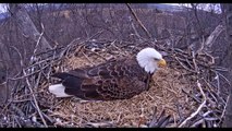 Hanover, PA Eagles - Dad arrives for his first look at the baby - 03-24-15