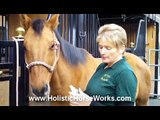 Helping Horses with Head Shaking, Spooking, Auto Immune, & Allergies Cranial Sacral - April Battles