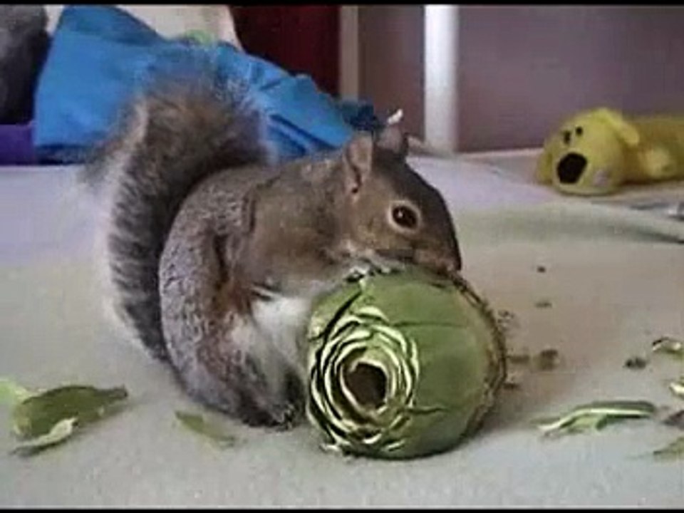 Sammy's First Artichoke