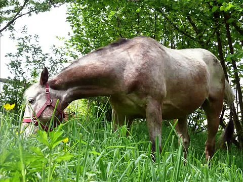 hommage a mon cheval fuego