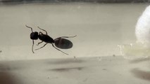 Camponotus sp. Queen