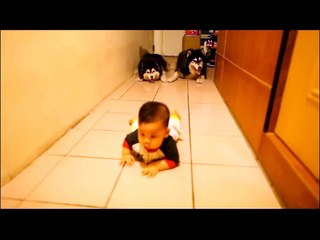 Two Siberian Husky dogs Crawling race with Baby