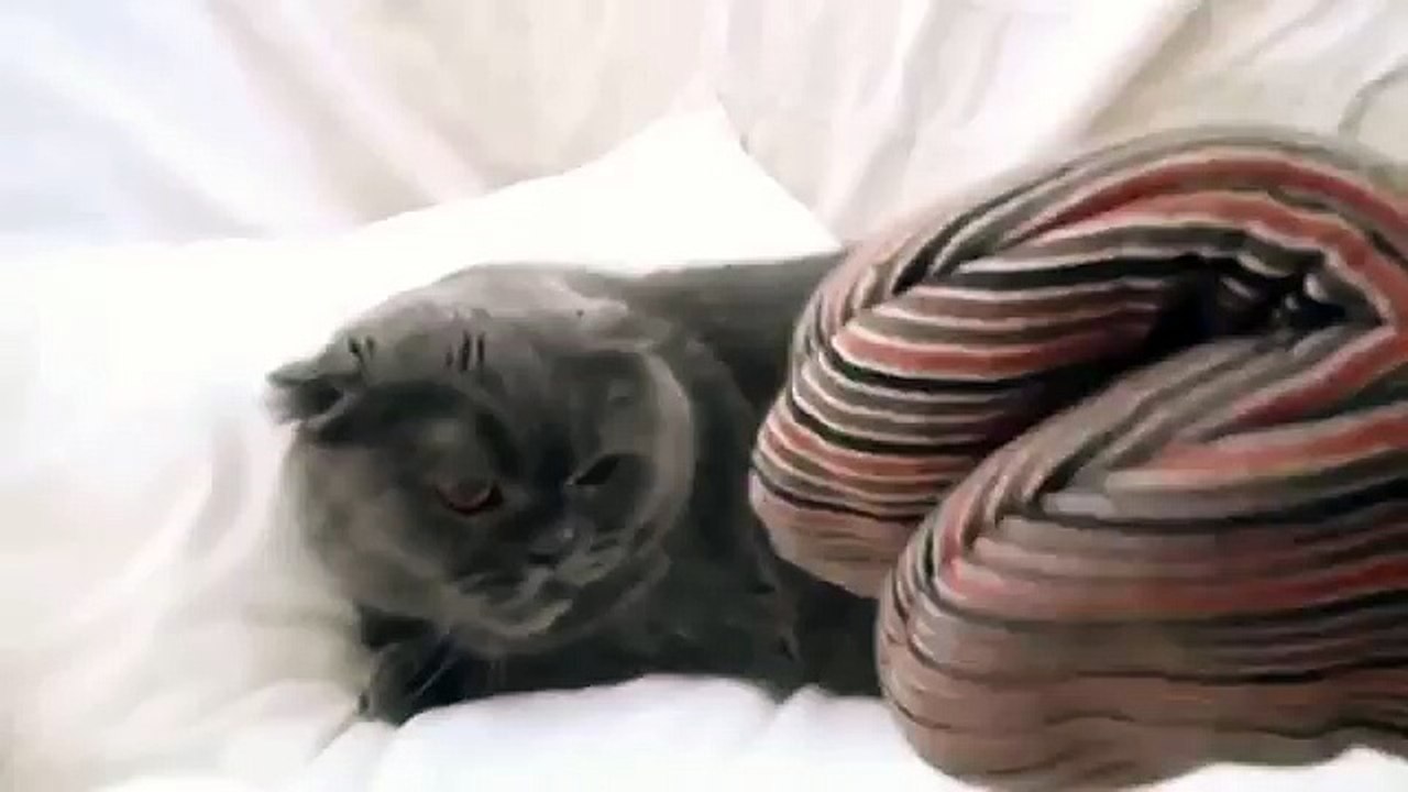 Crazy cat