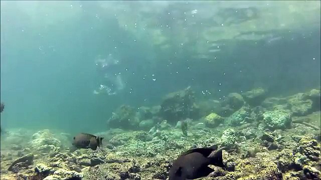 SHARK ATTACK! : Scuba Diving with Man-Eating Sharks Underwater HD (TRUTH vs MYTHS)