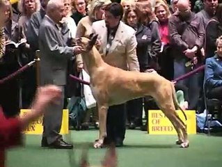 The Westminster Kennel Club greatdane