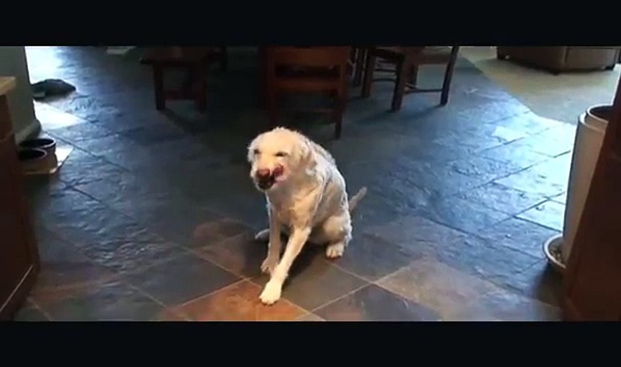 Dog Tricks - Labradoodle - Tricks You can Teach Your Dog