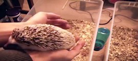Baby Hedgehogs - 1 month old & 2 months old!