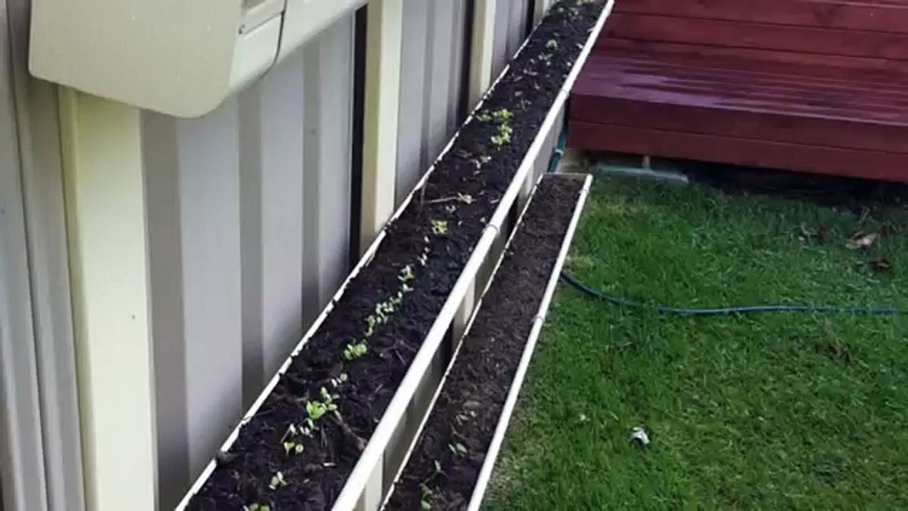 Gutter Gardens