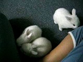 Cute LIttle rabbits!!