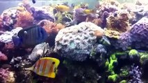 Sally Jo's 125 gallon soft coral reef aquarium