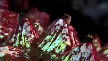 Diversidad marina de Las Galapagos (documental)