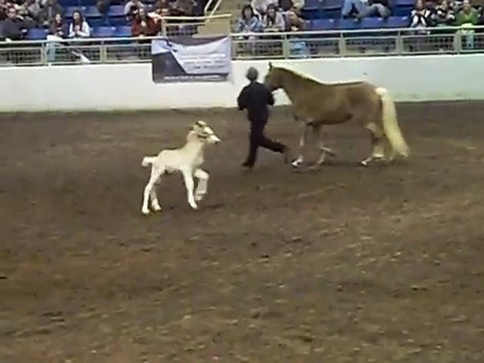 Haflinger Foal goes Nuts!!