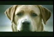 unbedingt ansehen! Selbstmordhund lustiges Hundevideo ( Hundeschule lustig Hund Spaß )