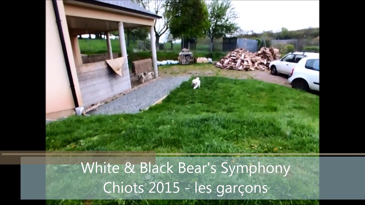 chiots_2015_7_semaines_garçons_WBBS