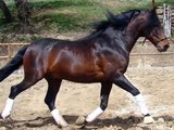 Andalusian stallion REINADOR Travels to Holland