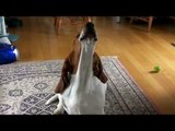 HAL basset hound --- his Monday routine