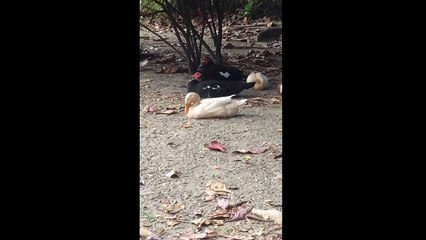 [Cute Sleepy Duck] 眠気と戦うアヒルさん、萌えます。