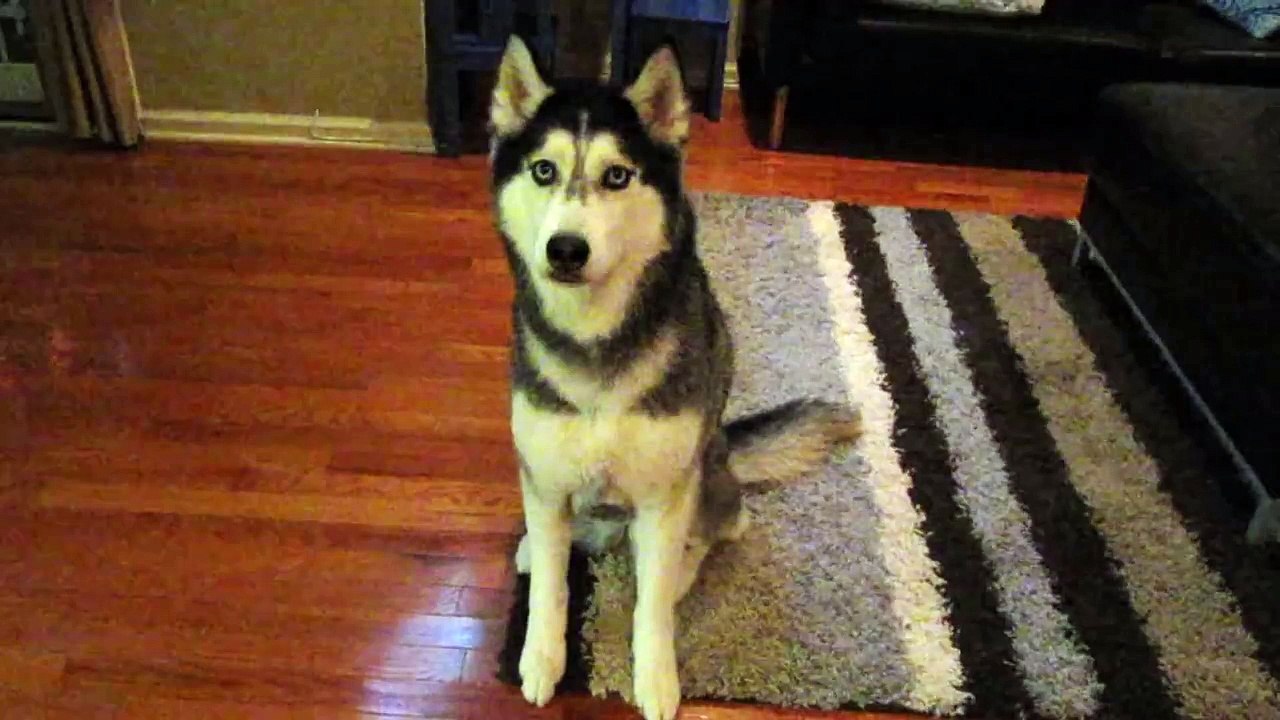 Mishka wants Waffles - SUBTITLED